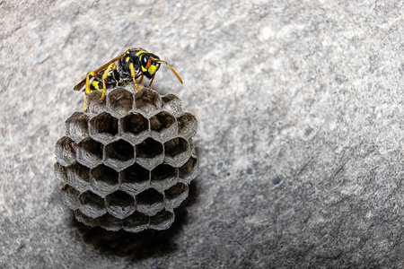 Wasp nest with wasp nestling on gray stone background.の写真素材