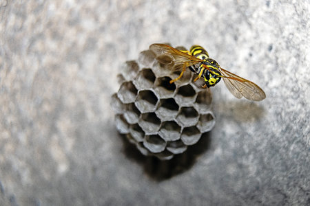 Wasp nest with a wasp. The nest of a family of wasps which is taken a close-up.の写真素材