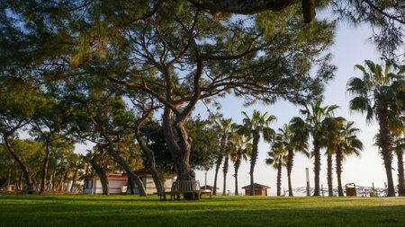 Tall palm trees on the mediterranean seaの写真素材