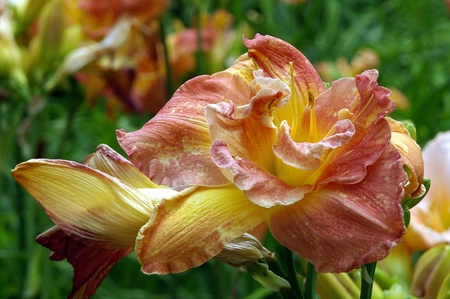 flowerの写真素材