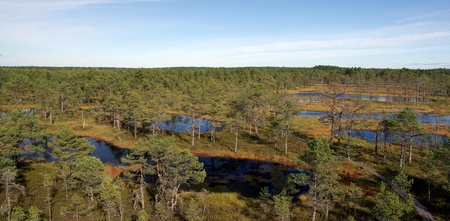 Swamp Viru raba in Estonia.The nature of Estonia.