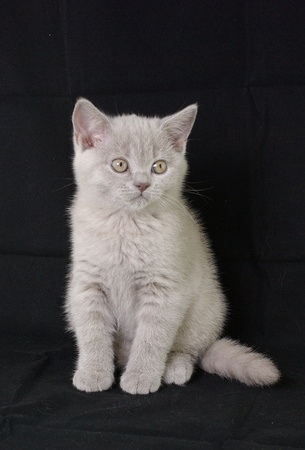  Kitten  British Shorthair の写真素材