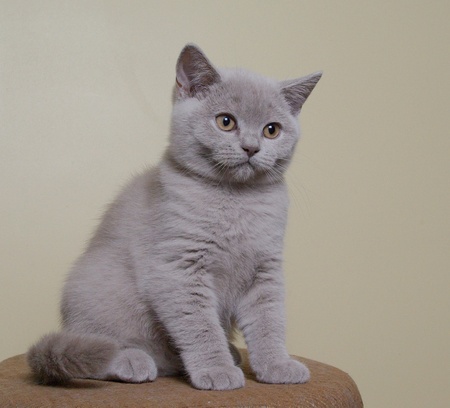 Kitten  British Shorthair の写真素材