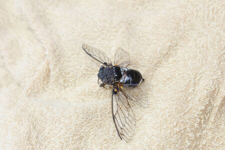 Big brown cicada on a white background.