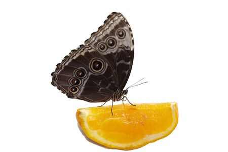 Butterfly on an orange slice. Green and black butterfly with half-open wings.の写真素材