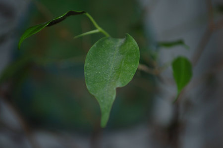 A single green leaf closeupの写真素材
