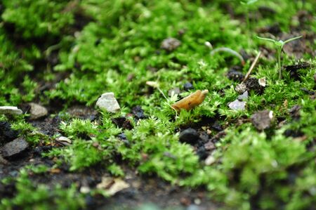 Moss and dry leafs on dirt, close upの写真素材