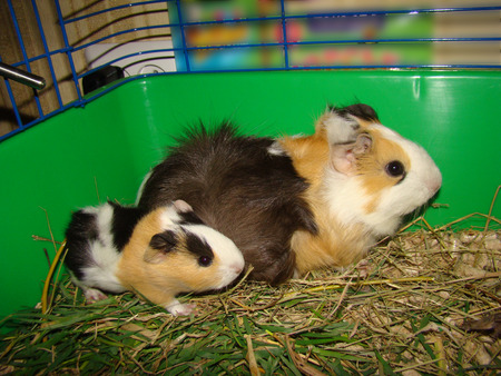 Guinea pig with her cub in a cageの写真素材