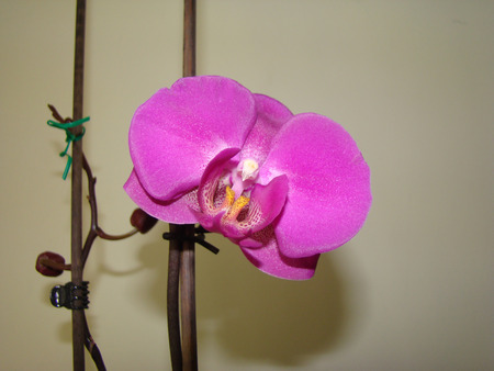 Magenta phaleonopsis orchid ,a houseplant.noble flower.の写真素材