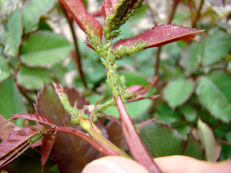 aphids eat plants,aphid invasion, malicious green insects.