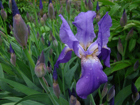 iris or Cockerel genus of perennial rhizomatous plant of the family iridaceae