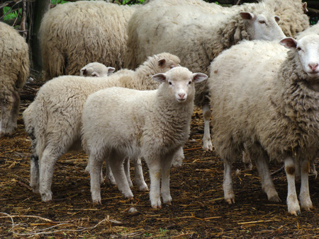 sheep source of meat and woolpicky animal spread throughout Europeの写真素材