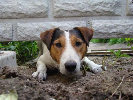 a kind of smoothhaired Fox Terrier.the dog is trying to crawl under the fence.の写真素材