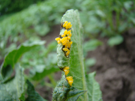 clutches of eggs of the Colorado potato beetle on the leaf of the potato