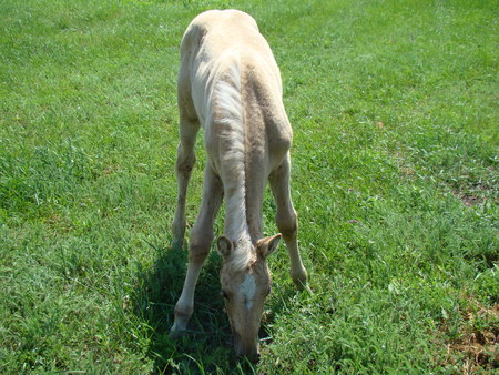 foal grazing in the meadow,busy with the process of eating the lush grass.の写真素材
