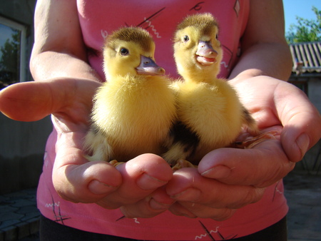 little ducklings sitting on your hands,the ducks sipaniの写真素材