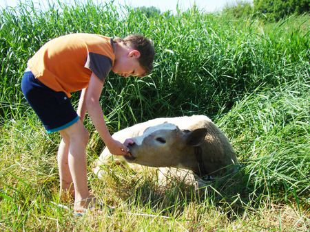 child near a calf,exploring the calf,baby calf touches.の写真素材