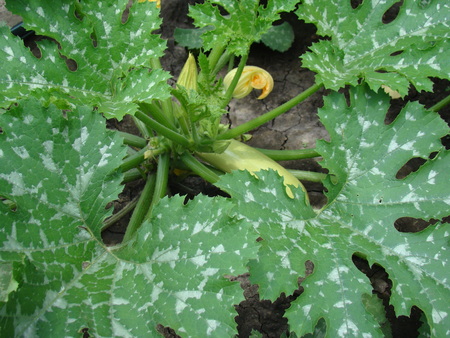 zucchini growing in the garden,shrub species,oblong fruit.の写真素材