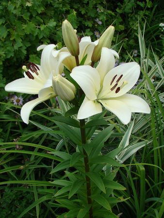 Lily white growing in nature blooms in summerの写真素材