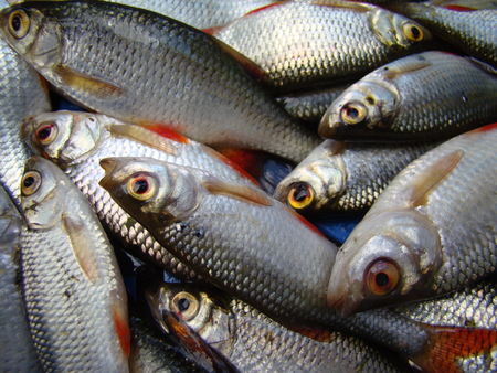 roach ordinary,a genus of ray-finned fishes.unpeeled fishの写真素材