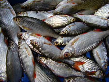 roach ordinary,a genus of ray-finned fishes.unpeeled fishの写真素材