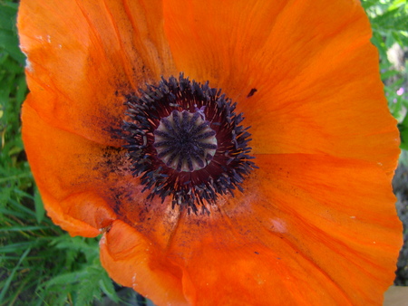 flower poppy red, a genus of herbaceous plants of the Poppy familyの写真素材