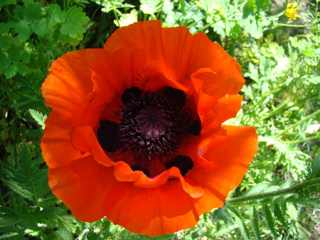 flower poppy red, a genus of herbaceous plants of the Poppy familyの写真素材