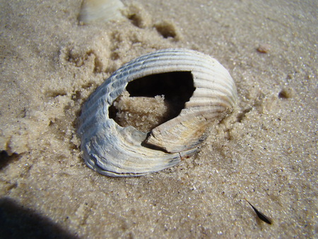 shell,the outer protective skeletal formation, covering the body of a mollusk.
