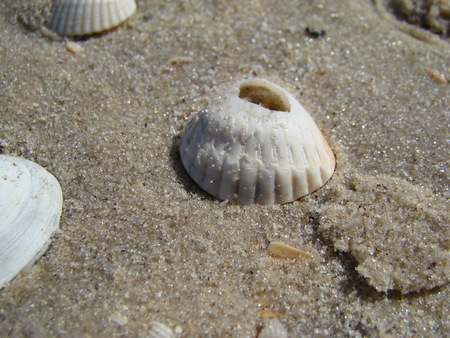 shell,the outer protective skeletal formation, covering the body of a mollusk.