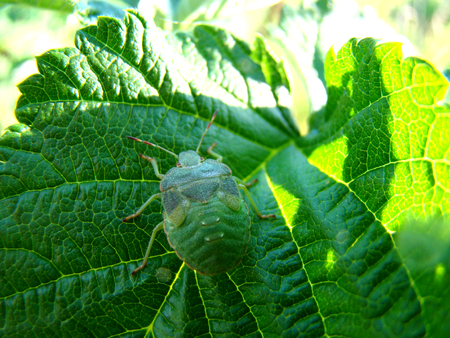 Stink bug, a pest of forest and garden plants,random guest city apartments.