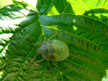 Stink bug, a pest of forest and garden plants,random guest city apartments.
