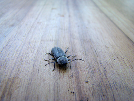 spruce bark beetle posing for the cameraの写真素材