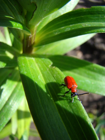 trisulca Liliaceae,leaf beetle pestの写真素材