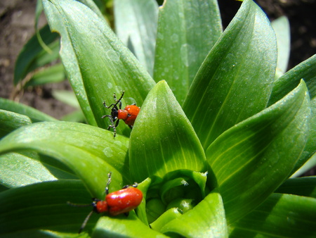 trisulca Liliaceae,leaf beetle pestの写真素材