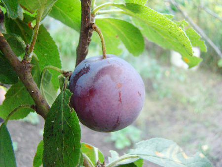 plum fruit hanging on a tree in the process of maturation plum fruit hanging on a tree in the process of maturation