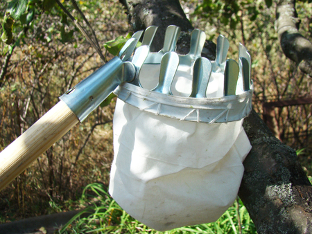 devices for gathering fruit from high trees devices for gathering fruit from high trees