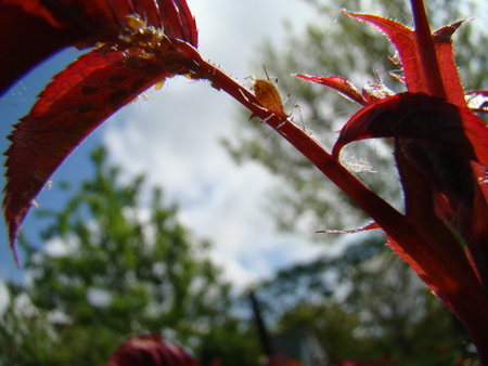 the aphid feeds on young shoots of the plantの写真素材