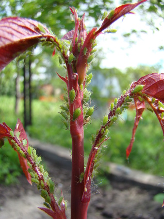 the aphid feeds on young shoots of the plantの写真素材