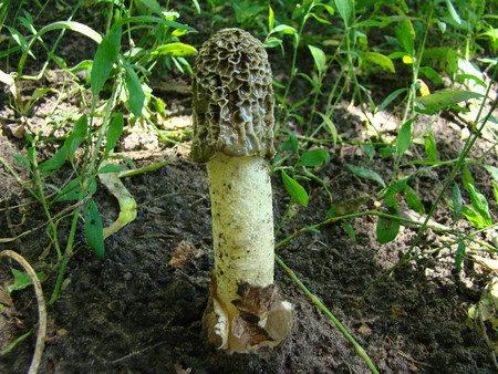 mushroom Veselka,the fruit is a white porous stem with a noble simplicity hat covered with mucus