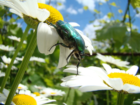 Daisy meadow species,growing bouquet closeup.の写真素材