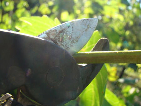 pruning shears are in the hand of the man cuts the branches.