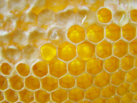 wax-building bees, intended for storage of honey.の写真素材