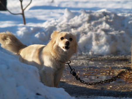 dog tied on a chain guards the house, barking at passers-byの写真素材