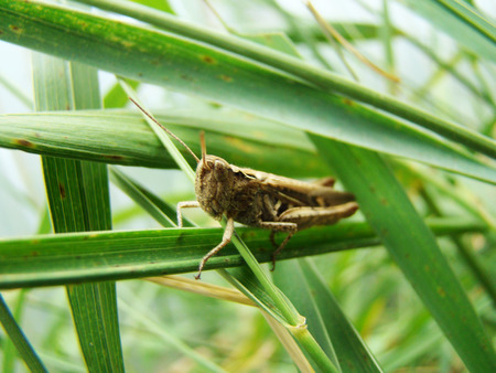 grasshopper sitting on the grass posing for the cameraの写真素材