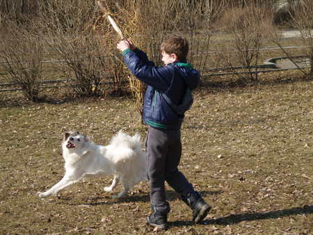 boy training his dog,throws her Aport