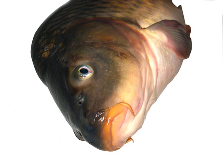 adult carp placed on a white backgroundの写真素材
