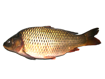 adult carp placed on a white background
の写真素材