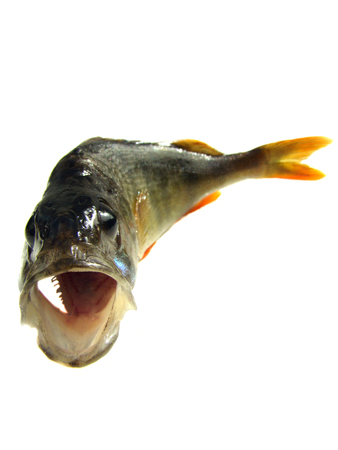 Perch river on a white background