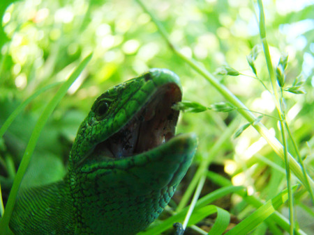 male lizard in the grass with open mouthの写真素材