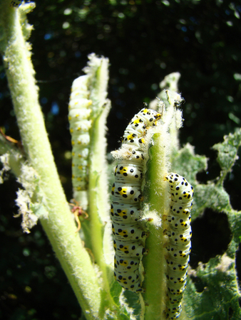 caterpillar closeup eat the green plant